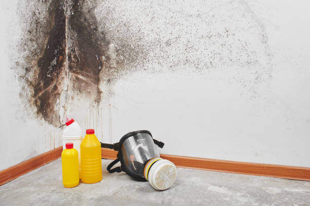 Best Fast Mold Removal  in Lindsay, CA