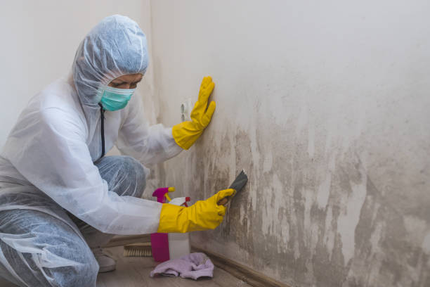 Certified Mold Removal in Lindsay, CA