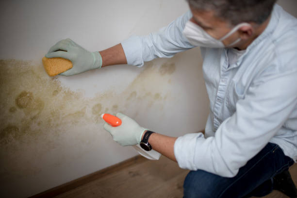 Attic Mold Removal in Lindsay, CA