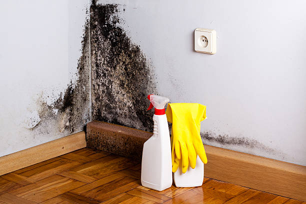 Best Certified Mold Removal  in Lindsay, CA